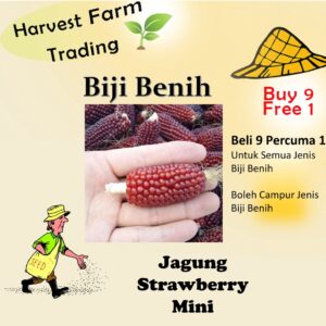 14Pcs Seed Benih Jagung Mini Strawberry 迷你草莓 vegetables seeds 草莓玉米种子 Biji benih Jagung strawberry corn seed sweet buah