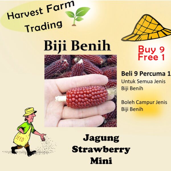 14Pcs Seed Benih Jagung Mini Strawberry 迷你草莓 vegetables seeds 草莓玉米种子 Biji benih Jagung strawberry corn seed sweet buah