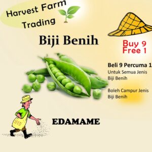Biji Benih Endamame10 Biji Vegetable Seed Kacang Jepun  毛豆种子  Seeds Plant Seed  Biji Benih Kacang Bulu / Edamame beans