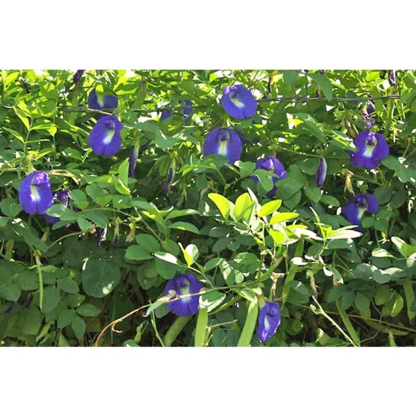 Benih Bunga Telang 10 biji Biji Benih Bunga Telang Butterfly Pea Flower seed Asian pigeonwings seeds 蓝花种子 bluebellvine - Image 7
