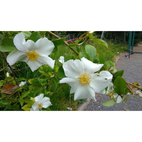 Biji Benih Bunga Rosa laevigata 1Pcs Cherokee rose seeds 四季耐热花种子蔬菜種子金樱子 ros dahlia zinnia sunflower seed matahari sayur - Image 5