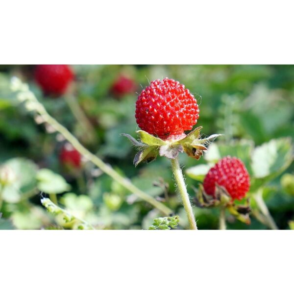 300Pcs + Mock Strawberry seed Potentilla indica seed Indian strawberry seed  benih strawberri seed Strawberry Mock 蛇莓种子 - 图片 8