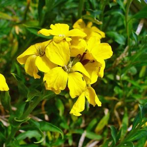 Biji Benih Cheiranthus allionii 50 Pcs+- Flower Seed Benih Bunga sayur vegetable seeds sunflower dahlia 七里黄种子花種子蔬菜 daisy