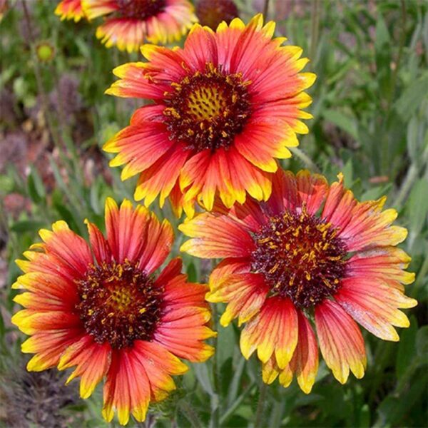 20Pcs INDIAN BLANKET Flower Seed/ Biji Benih Bunga 天人菊种子 Gaillardia pulchella seed Flower seeds Benih Bunga indian flowe - Image 4