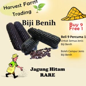 Biji Benih Jagung Hitam 14pcs 黑珍珠糯玉米Sweet Black Pearl Corn Rare Benih Jagung Manis Hitam BIJI BENIH JAGUNG PULUT HITAM