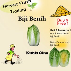 300Pcs seed kubis cina plant seed vegetable seed biji benih kubis cina Chinese cabbage seed benih kubis cina 大白菜种子peking