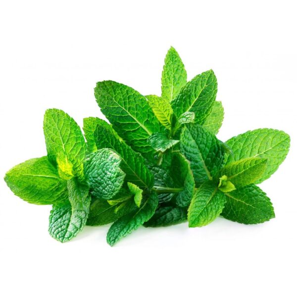 Spearmint Seeds 100Pcs- Biji Benih Pudina Herb Seeds Benih Daun Pudina 薄荷种子蔬菜种子四季耐热種子 lemon mint Vegetables seed sayuran - 图片 5