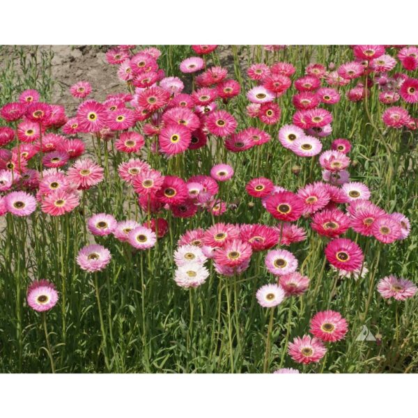 Everlasting daisy seeds 10- biji benih bunga daisy pink 永生菊種子四季耐热花种子 flowers seed dahlia rose ros zinnia hiasan matahari - Image 7