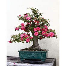 Biji Benih Bunga Ros jepun 2Pcs +- japanese camellia seeds rose seed bonsai flowers seed山 茶花种子四季耐热花種子 bonsai benih rose