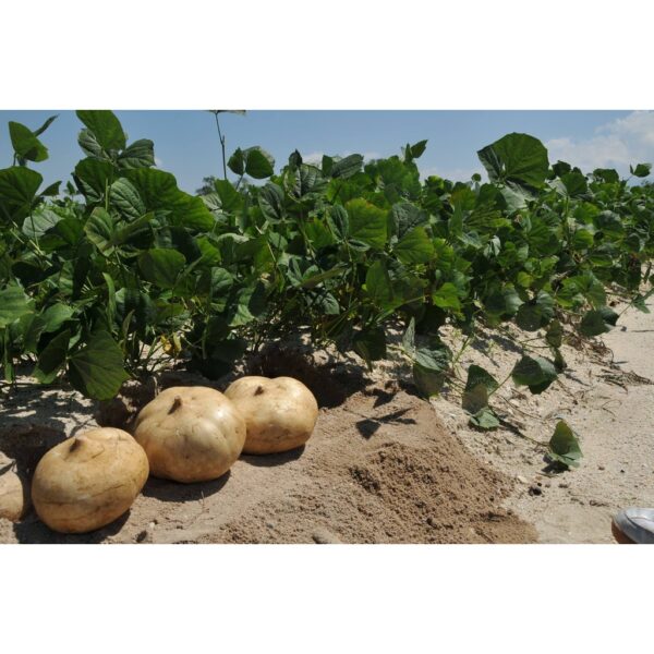 BIJI BENIH UBI SENGKUANG cina 10pcs SAYUR-SAYURAN DAN BUAH-BUAHAN SEED SEEDS VEGETABLEs FRUIT turnip seed  四季种子耐热植物蔬菜种子 - Image 7