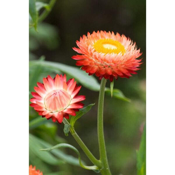 Everlasting daisy seeds 10- biji benih bunga daisy pink 永生菊種子四季耐热花种子 flowers seed dahlia rose ros zinnia hiasan matahari - Image 4