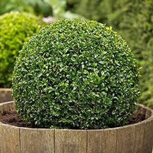 Biji Benih Pokok Hiasan Buxus Sempervirens (BOX) 40Pcs+- Sunflower seed vegetable seeds benih bunga dahlia 黄杨种子蔬菜花四季耐热種子