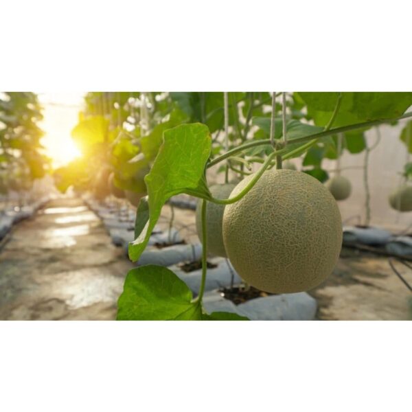 Biji Benih Tembikai Susu 8pcs honey melon seed honeydew melon seed benih tembikai susu honey melon seeds 哈密瓜种子 tembikai - 图片 3