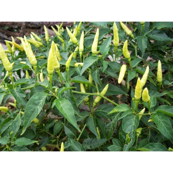 15Pcs Biji Benih Cili Padi kampung Putih Benih Cili Padi Putih Benih Cili Padi Kampung 白小辣椒穜子 White Chilli Seeds 蔬菜种子四季 - 图片 7