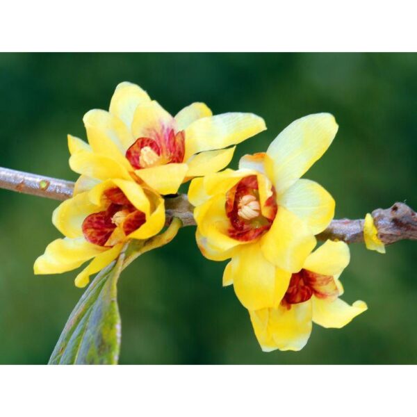 Biji Benih Bunga Winter Sweet 3Pcs+— Chimonanthus praecox Seed Flower Seeds Sunflower 红心腊梅種子花种子蔬菜種子 dahlia petunia rose - Image 6