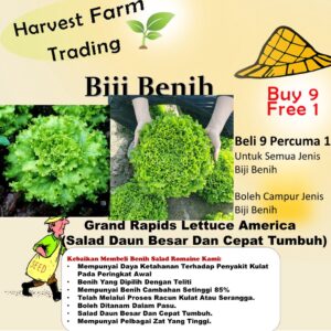 Biji Benih Salad Daun Besar america 150Pcs-  四季耐热美国大速生菜种子 grand rapids lettuce seeds Benih Sayur Sayuran Vegetables seed