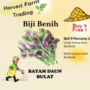 3000pcs+- Biji Benih Bayam Separuh  Merah Vegetable Seeds/BIJI BENIH SAYUR/BUNGA SEEDS BAYAM SEPARUH MERAH Red Amaranth