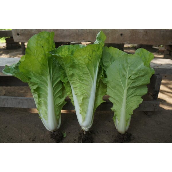 Biji Benih Kubis Cina kecil yang berkembang pesat,速生快菜种子,Rapid Growth Chinese Cabbage / Vagetable Seeds pak choy chinese - Image 5
