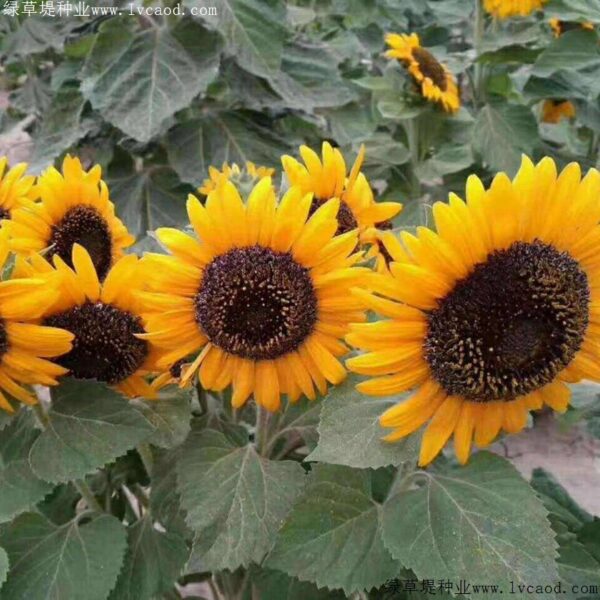 10Pcs Seed Multi Head Drawf Biji benih Sunflower Bunga Matahari Renek Cabang Banyak 矮杆多头向日葵 Pot Sunflower Seeds Bunga - 图片 4