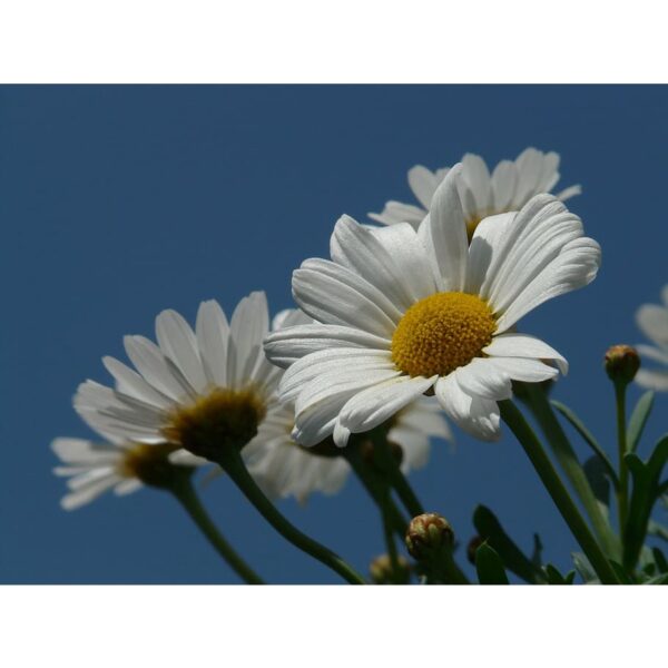 Biji Benih Bunga Daisy Marguerite 30Pcs+- Daisy Seed flower seeds sunflower dahlia zinnia matahari 茼蒿菊种子四季耐热玫瑰蔬菜花種子 ros - 图片 2