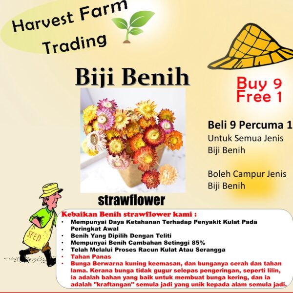 Biji Benih Strawflower Mixed 25Pcs +- Benih Bunga hiasan 麦秆菊蜡菊种子四季耐热花種子 sunflower seeds dahlia seed zinnia matahari rose