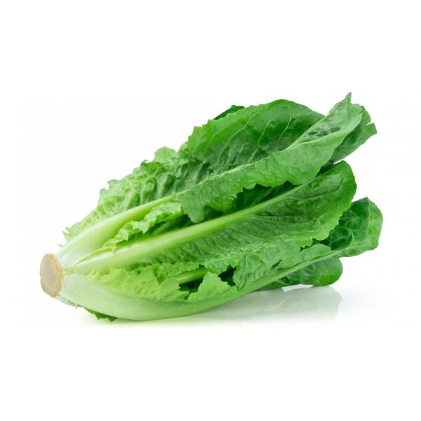 Biji Benih Salad romaine 150 Pcs+- Benih Salad Hijau Daun Panjang romaine lettuce seed Vegetables Seeds 长叶生菜种子 Sayuran四季 - Image 9