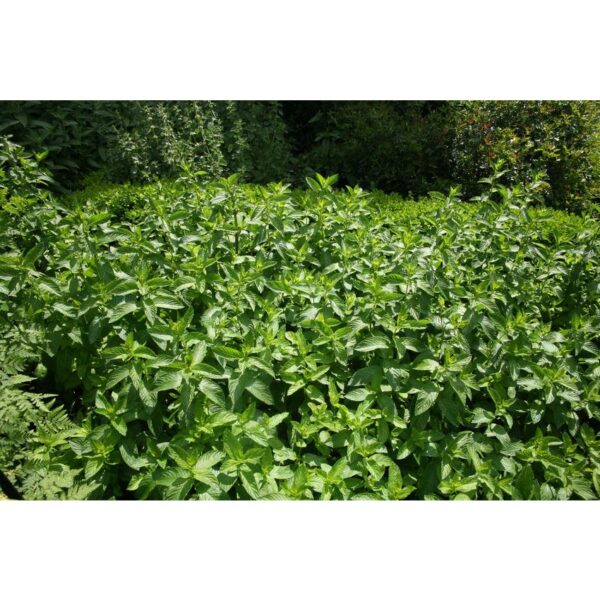 Spearmint Seeds 100Pcs- Biji Benih Pudina Herb Seeds Benih Daun Pudina 薄荷种子蔬菜种子四季耐热種子 lemon mint Vegetables seed sayuran - 图片 3