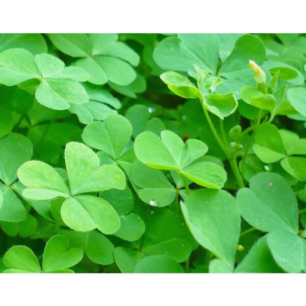 Benih Sharmrock 50pcs Clover seed 三叶草种子 benih semanggi Benih Rumput grass seed  clover seeds sharmrock lucky kangkung - Image 5