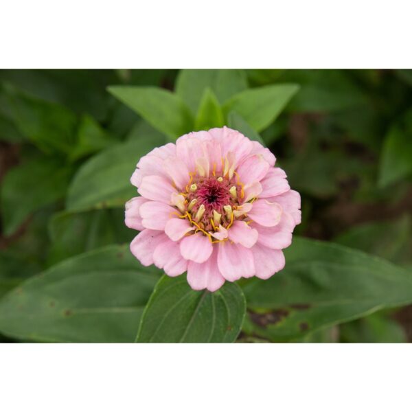 80Pcs +- Biji Benih Bunga Zinnia Flower seeds Zinnia Flower Seeds Benih Bunga Zinnia Zinnia Flower Seed/混色百日草花种子 - 图片 6