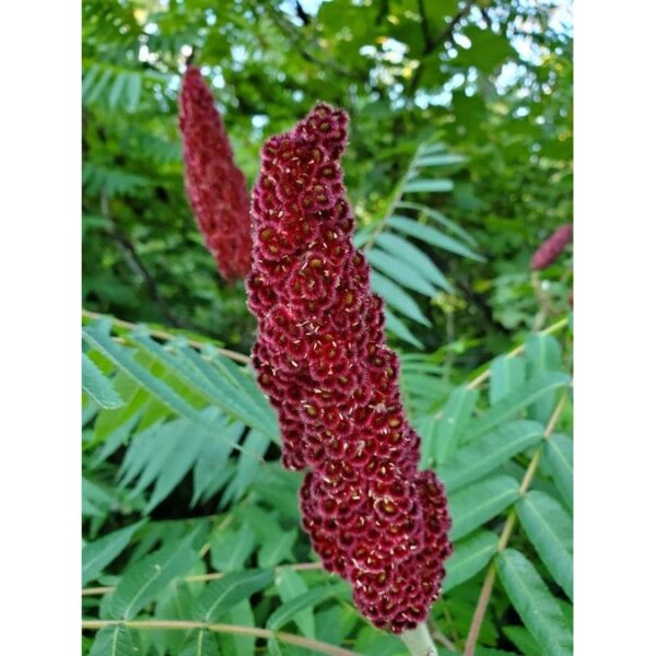 Rhus Typhina seeds 15pcs +- Biji Benih buah buahan sayur sayuran Sumac seed 火炬漆树种子四季耐热花種子 vegetable fruit plant tree ros - Image 9