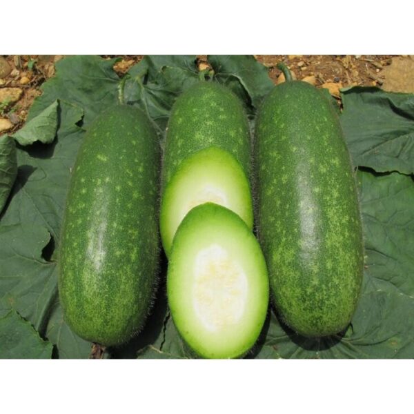 Biji Benih Kundur Bulu 10Pcs Biji Benih Kundur Bulu vegetables seed 蔬菜種子四季耐热 seeds kundur panjang winter melon bulat - Image 6