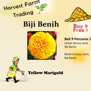 Biji Benih Yellow Marigold  30 Biji Vegetable Seed Green 黄色万寿菊花种子  Family Seeds Salad  Plant Seed