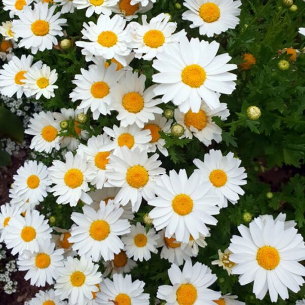 250Pcs +- Leucanthemum maximum 大滨菊种子 fresh flower seed Biji Benih Bunga chrysanthemum Shasta daisy seed flower seeds - 图片 4