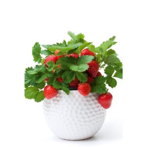 strawberry Seeds 300PCS +- Fresh Biji Benih Strawberry Fruit Seed 草莓种子蔬菜種子 Biji Benih Strawberi Fruit Benih Empat Musim