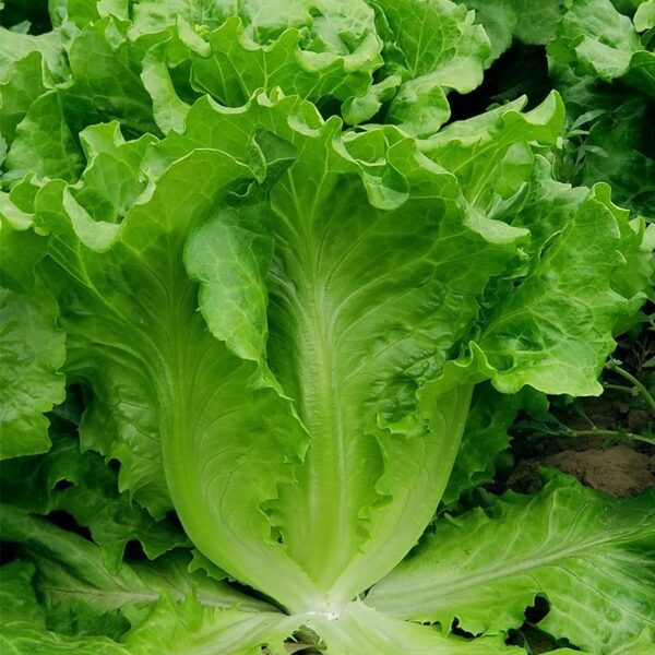Biji Benih Sayur Salad Italy 250pcs+- 四季耐热意大利生菜种子 Italy Lettuce Seeds 蔬菜种子 benih sayur sayuran vegetables seed baja rose - 图片 6