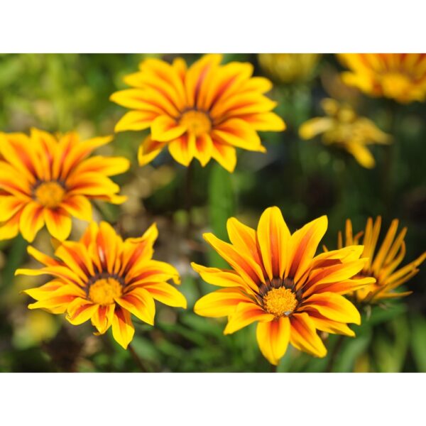 Biji Benih Gazania Rigens 150pcs+ 百花仙子勋章花种子 Flower Seeds Chrysanthemum seed anak pokok bunga dahlia zinnia kangkung rose - Image 7
