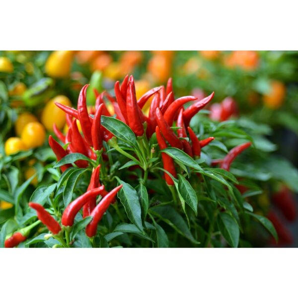 Biji Benih Cili Api 25 Biji Vegetable Seed Chili seeds 大小辣椒种子蔬菜種子 Plant padi kampung besar pedas kangkung pokok sayuran - 图片 4