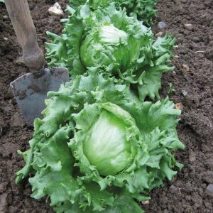 Biji Benih Salad Bulat 200Pcs +- Iceberg Lettuce Seeds 结球生菜种子四季耐热蔬菜种子 Salad Seeds Vegatables Seed Benih Sayur Sayuran