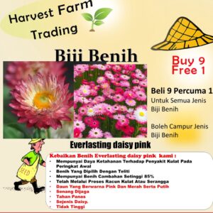 Everlasting daisy seeds 10- biji benih bunga daisy pink 永生菊種子四季耐热花种子 flowers seed dahlia rose ros zinnia hiasan matahari