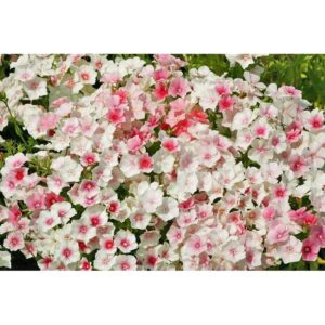 Biji benih bunga Phlox drummondii 100Pcs sunflower seed flower seeds for home gardening anak pokok bunga rose