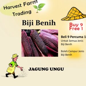 Biji Benih Jagung Ungu 14 Biji Vegetable Seed Purple Corn紫玉蜀黍种子  Family Seeds Plant Seed
