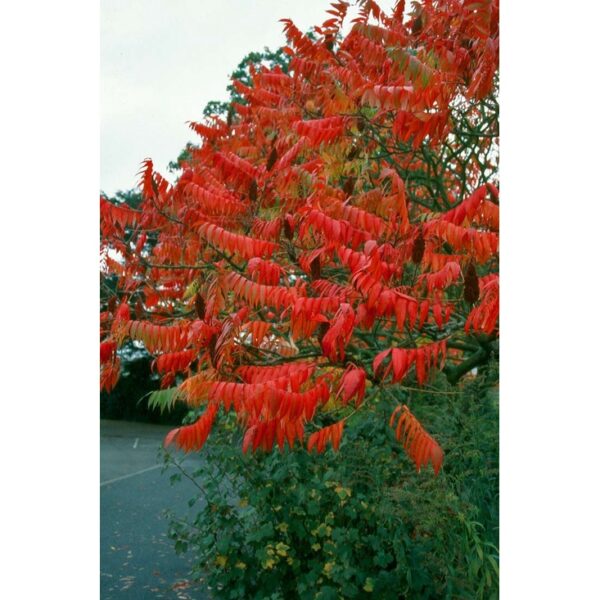 Rhus Typhina seeds 15pcs +- Biji Benih buah buahan sayur sayuran Sumac seed 火炬漆树种子四季耐热花種子 vegetable fruit plant tree ros - Image 6