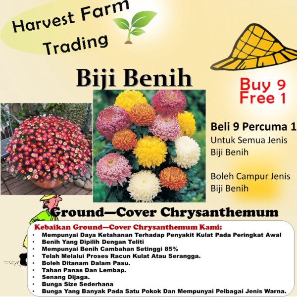 Biji Benih Ground—Cover Chrysanthemum flower seed bunga daisy dahlia rose sunflower vegetables seeds 地被菊种子蔬菜花種子 pokok
