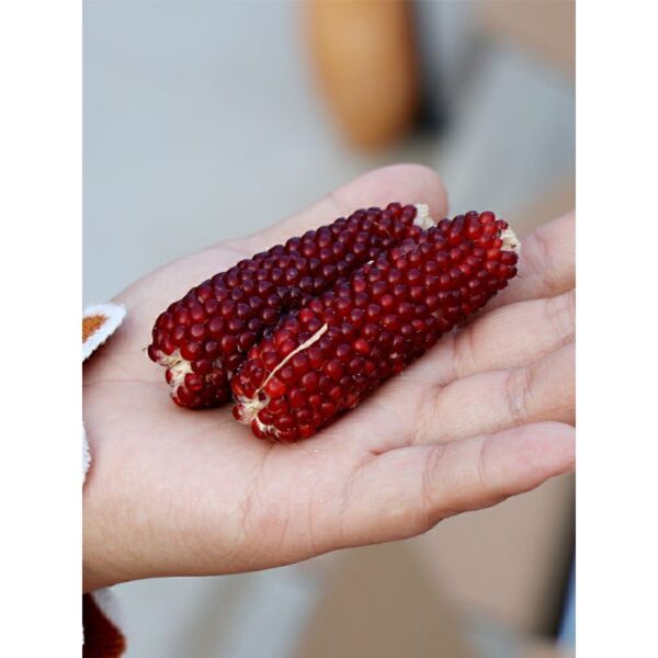 14Pcs Seed Benih Jagung Mini Strawberry 迷你草莓 vegetables seeds 草莓玉米种子 Biji benih Jagung strawberry corn seed sweet buah - 图片 3
