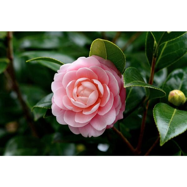 Biji Benih Bunga Ros jepun 2Pcs +- japanese camellia seeds rose seed bonsai flowers seed山 茶花种子四季耐热花種子 bonsai benih rose - Image 9