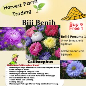 Biji Benih Bunga Aster Callistephus seed flower seed rose dahlia daisy vegetable fruit 翠菊种子花蔬菜 sunflower matahari zinnia