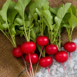 200Pcs seed Red Radish / Ubi Bit Biji Benih Red Cherry Belle Radish Lobak Merah 樱桃萝卜 vegetble seed lobak merah Cherry