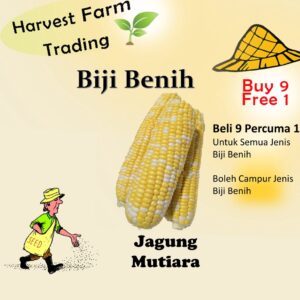 14pcs Biji Benih Jagung Mutiara Pearl Sweet Corn Vegetables Seeds Pearl Corn 珍珠玉米种子 Pearl Corn Seed Vegetable Manis Seed