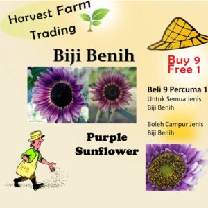 10Pcs Seed Purple Sunflower 紫色向日葵 Benih Bunga matahari Purple Sunflower Seeds Sun Flower Plant Flower Beautiful Flower