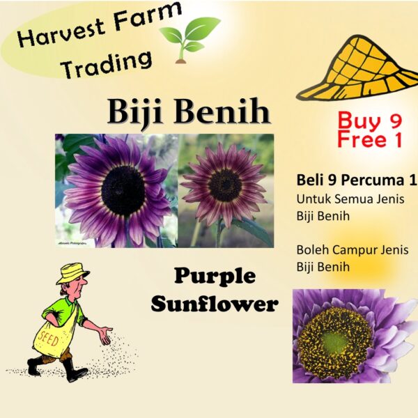 10Pcs Seed Purple Sunflower 紫色向日葵 Benih Bunga matahari Purple Sunflower Seeds Sun Flower Plant Flower Beautiful Flower